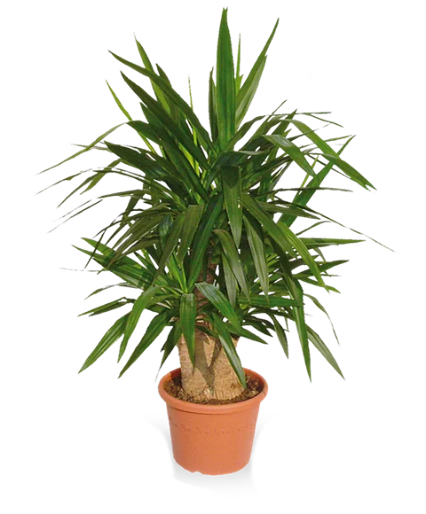 Pianta di
